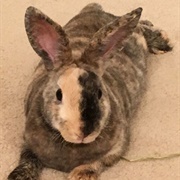 Harlequin Rabbit