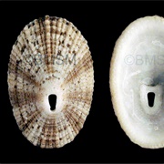 Cayenne Keyhole Limpet