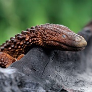 Earless Monitor Lizard