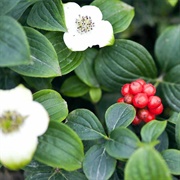 Canadian Dwarf Cornel (Cornus Canadensis)