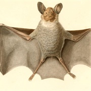 White-Throated Round-Eared Bat