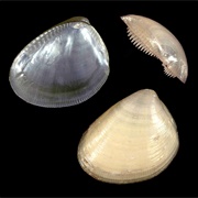 Atlantic Nut Clam