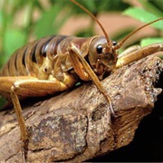 Giant Weta