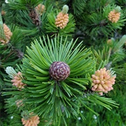 Conifer