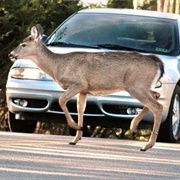 Hit a Deer With Your Car