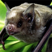 Cuban Fruit-Eating Bat