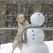 Marley (Marley & Me, 2008)