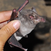 Long-Snouted Bat