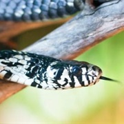 Chicken Snake