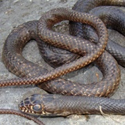 Coachwhip Snake