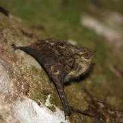 Lesser Long Nosed Bat