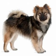 Eurasier (Dog Breed)