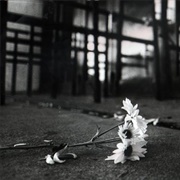 The Who Concert Disaster