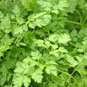 Chervil
