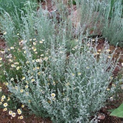 Fringed Sagebrush (Artemisia Frigida)