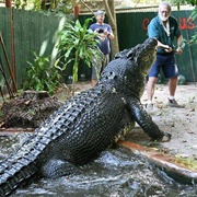 Cassius the Crocodile, Green Island