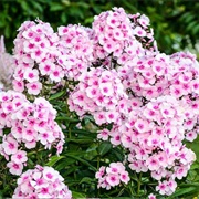 Perennial Phlox