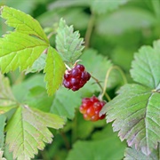 Arctic Bramble (Rubus Arcticus)