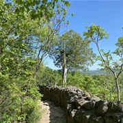 Oldest Trees, Rattlesnake Point Conservation Area