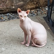 Hairless Cat