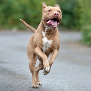 American Pit Bull Terrier