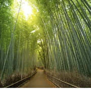 Sagano Bamboo Forest, Kyoto