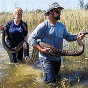 Held a Giant Anaconda