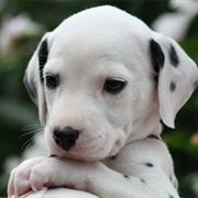 Dalmatian Puppy