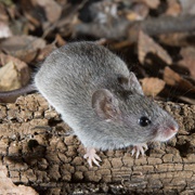 Northern Pygmy Mouse