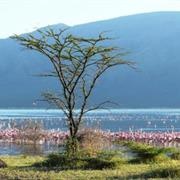 Rift Valley Lakes, Kenya
