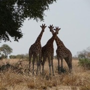 Waza National Park, Cameroon
