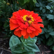 Zinnia