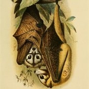 Bismarck Masked Flying Fox