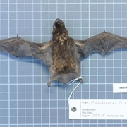 Para Dog-Faced Bat