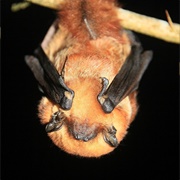 Cinnamon Red Bat