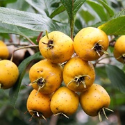 Tejocote (Crataegus Mexicana)