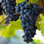 Pinot Noir Grapes