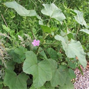 Bull Mallow (Malva Nicaeensis)
