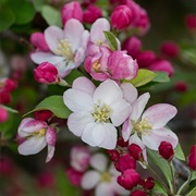 Apple Blossom