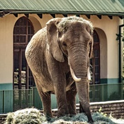 National Zoological Garden of South Africa, Pretoria, South Africa