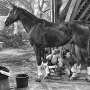Pie (National Velvet, 1944)