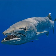 Barracuda