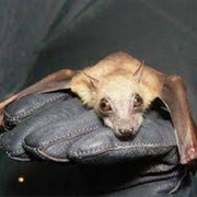 Little Collared Fruit Bat