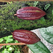 St Lucia Botanical Gardens