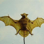 Lesser Bamboo Bat