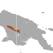 Dragon Tube-Nosed Bat