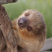 Linne's Two-Toed Sloth