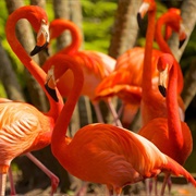 Flamingo Gardens, Davie