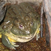 African Bullfrog