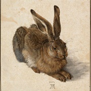 Hare (Albrecht Dürer)
